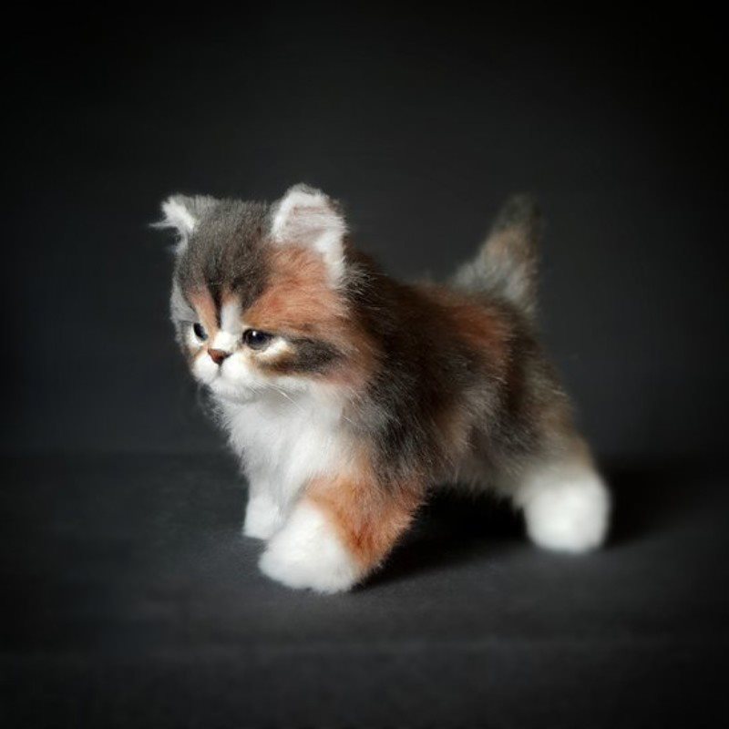 COMPANION PET CAT
